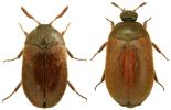 Attagenus smirnovi
