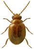 Prionocyphon serricornis