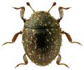 Chaetophora spinosa
