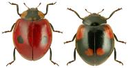 Adalia bipunctata
