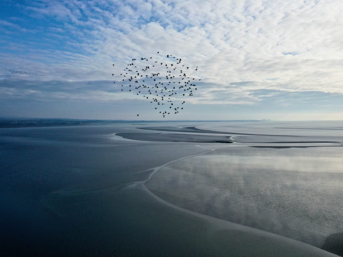Aerial view from a drone
