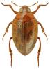 Haliplus fulvus