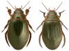 Dytiscus marginalis