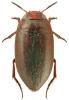 Hydroporus obscurus