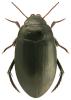 Agabus melanarius
