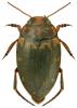 Nebrioporus assimilis