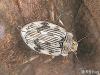 Nebrioporus canaliculatus