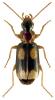 Dromius quadrimaculatus