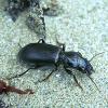 Broscus cephalotes