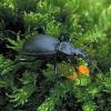 Cychrus caraboides