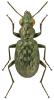 Elaphrus uliginosus