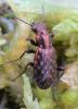 Elaphrus lapponicus