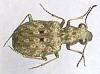 Elaphrus riparius