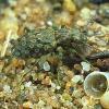 Elaphrus riparius