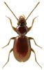 Trechus secalis