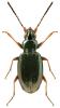 Bembidion deletum