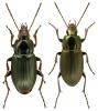 Poecilus cupreus