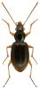 Paranchus albipes