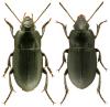 Harpalus anxius