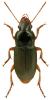 Harpalus griseus