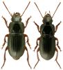 Harpalus latus