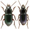 Harpalus rubripes