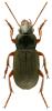 Harpalus rufipes