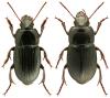 Harpalus tardus
