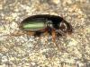 Harpalus affinis
