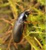Harpalus griseus