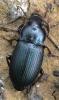 Harpalus honestus