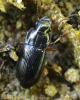 Harpalus laevipes