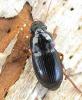 Harpalus latus