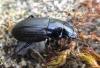 Harpalus neglectus
