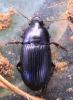 Harpalus serripes