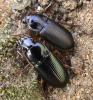 Harpalus smaragdinus