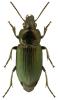 Anisodactylus poeciloides