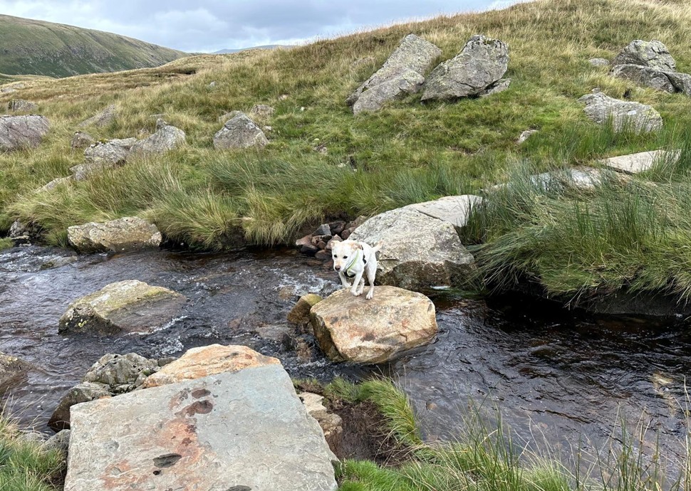dog jumping over stepping stones