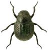 Georissus crenulatus