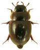 Anacaena globulus
