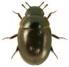 Anacaena lutescens