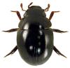 Chaetarthria seminulum