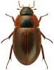 Enochrus fuscipennis