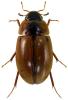 Enochrus quadripunctatus