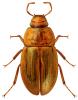 Helochares lividus