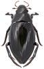 Hydrophilus piceus