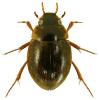 Laccobius bipunctatus