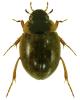 Laccobius striatulus