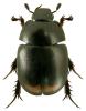 Sphaeridium lunatum