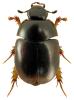 Sphaeridium marginatum